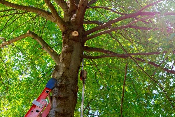 Local Tree Trimming Service for Fast and Professional Tree Care